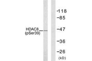 Western blot analysis of extracts from NIH-3T3 cells, using HDAC8 (Phospho-Ser39) Antibody. (HDAC8 抗体  (pSer39))