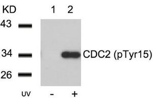 Western blot analysis of extracts from Hela cells untreated(lane 1) or treated with UV(lane 2) using CDC2(Phospho-Tyr15) Antibody. (CDK1 抗体  (pTyr15))