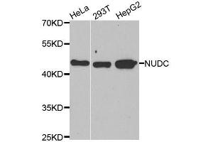 Western blot analysis of extracts of various cell lines, using NUDC antibody. (NUDC 抗体  (AA 1-331))