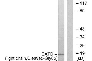 Western blot analysis of extracts from COS-7 cells, treated with etoposide (25uM, 1hour), using CATD (light chain, Cleaved-Gly65) antibody. (Cathepsin D 抗体  (Cleaved-Gly65, Light Chain))