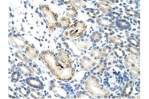 NOC4L antibody was used for immunohistochemistry at a concentration of 4-8 ug/ml to stain Epithelial cells of renal tubule (arrows) in Human Kidney. (NOC4L 抗体)