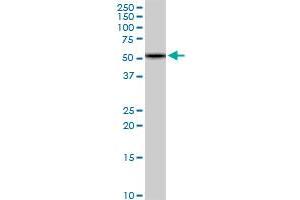 HBS1L MaxPab rabbit polyclonal antibody. (HBS1L 抗体  (AA 1-684))