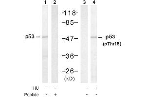 Image no. 1 for anti-Tumor Protein P53 (TP53) (Thr18) antibody (ABIN319303) (p53 抗体  (Thr18))
