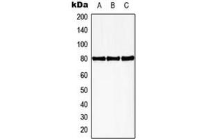 Western blot analysis of HBP1 (pS402) expression in HEK293T PMA-treated (A), mouse spleen (B), rat spleen (C) whole cell lysates. (HBP1 抗体  (C-Term, pSer402))