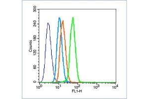 Image no. 4 for anti-Hypoxia Inducible Factor 1, alpha Subunit (Basic Helix-Loop-Helix Transcription Factor) (HIF1A) (AA 341-450) antibody (ABIN672546)