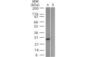 Image no. 1 for anti-Green Fluorescent Protein (GFP) (AA 102-118) antibody (ABIN960858) (GFP 抗体  (AA 102-118))