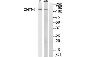 Western blot analysis of extracts from Jurkat cells and A549 cells, using CNTN6 antibody. (Contactin 6 抗体)