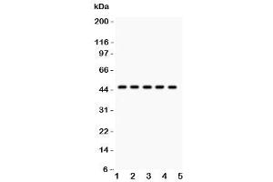 Western blot testing of PIM-1 antibody and human samples 1:  U20S (PIM1 抗体  (C-Term))