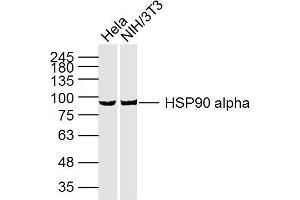 Lane 1: HeLa cell lysates; Lane 2: NIH/3T3 Cell lysates; probed with HSP90A (3H7) Monoclonal Antibody, unconjugated (bsm-33210M) at 1:300 overnight at 4°C followed by a conjugated secondary antibody for 60 minutes at 37°C. (HSP90AA1 抗体)
