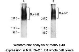 Image no. 1 for anti-TRA-1-60(R) antibody (ABIN1721784) (TRA-1-60(R) 抗体)