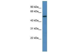 TM9SF1 antibody used at 0. (TM9SF1 抗体  (C-Term))