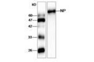 Image no. 1 for anti-Influenza Nucleoprotein antibody (Influenza A Virus) (ABIN791607) (Influenza Nucleoprotein 抗体 (Influenza A Virus))