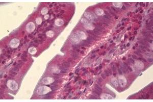 Anti-MAPK8 / JNK1 antibody IHC staining of human small intestine. (JNK 抗体)