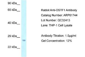 Western Blotting (WB) image for anti-Osteoclast Stimulating Factor 1 (OSTF1) (N-Term) antibody (ABIN2788887) (OSTF1 抗体  (N-Term))