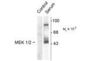 Image no. 2 for anti-Mitogen-Activated Protein Kinase Kinase 1 (MAP2K1) (pSer218), (Ser222) antibody (ABIN221121) (MEK1 抗体  (pSer218, Ser222))