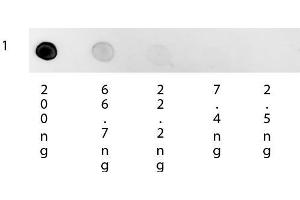 Dot Blot of Mouse Anti-Human IgG Rhodamine Conjugated Secondary Antibody. (小鼠 anti-人 IgG (Heavy & Light Chain) Antibody (TRITC) - Preadsorbed)