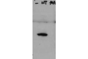 Western Blot of Rabbit Anti-Hice1 pS70 antibody. (HICE1 PS70 (Internal Region) 抗体)