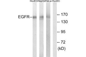 Western Blotting (WB) image for anti-Epidermal Growth Factor Receptor (EGFR) antibody (ABIN1848179) (EGFR 抗体)