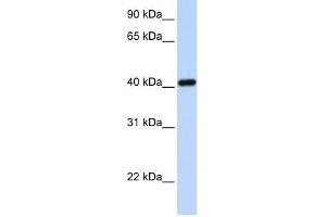 Western Blot showing IRX6 antibody used at a concentration of 1-2 ug/ml to detect its target protein. (IRX6 抗体  (N-Term))