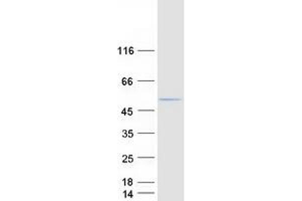 ABHD2 Protein (Transcript Variant 2) (Myc-DYKDDDDK Tag)