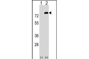 Western blot analysis of PBXIP1 (arrow) using rabbit polyclonal PBXIP1 Antibody (C-term) (ABIN1537374 and ABIN2848529). (PBXIP1 抗体  (C-Term))