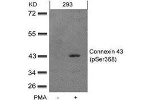 Western blot analysis of extracts from 293 cells untreated or treated with PMA using Connexin 43(phospho-Ser368) Antibody. (Connexin 43/GJA1 抗体  (pSer368))