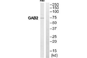 Western blot analysis of extracts from K562 cells, using GAB2 antibody. (GAB2 抗体  (Internal Region))