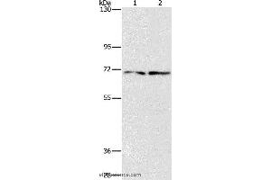 Western blot analysis of HepG2 and 293T cell, using IFT74 Polyclonal Antibody at dilution of 1:1400 (IFT74 抗体)