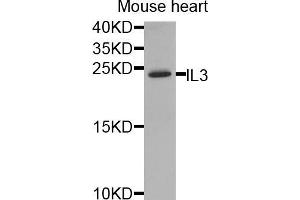 Western blot analysis of extracts of mouse heart, using IL3 antibody (ABIN5974991) at 1/1000 dilution. (IL-3 抗体)