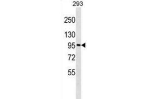 Western Blotting (WB) image for anti-Golgin A6 Family, Member A (GOLGA6A) antibody (ABIN3000201) (GOLGA6A 抗体)