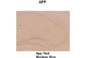 Sample Type : Mouse hippo campus  Primary Antibody Dilution :  1:100  Secondary Antibody: Anti-rabbit-HRP  Secondary Antibody Dilution:  1:300  Color/Signal Descriptions: App: Red Nucleus: Blue  Gene Name: App  Submitted by: Teresa Gunn (APP 抗体  (C-Term))