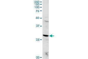 POMC MaxPab rabbit polyclonal antibody. (POMC 抗体  (AA 1-267))