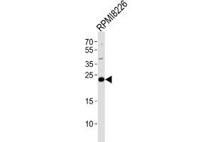 Western Blotting (WB) image for anti-CD3g Molecule, gamma (CD3-TCR Complex) (CD3G) antibody (ABIN2998378) (CD3G 抗体)