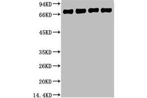 Western blot analysis of 1) HepG2, 2) 293T, 3) Mouse Brain Tissue, 4) Rat Brain Tissue, diluted at 1:5000. (Lamin B1 抗体)