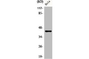Western Blot analysis of HeLa cells using Phospho-Jun B (S259) Polyclonal Antibody (JunB 抗体  (pSer259))