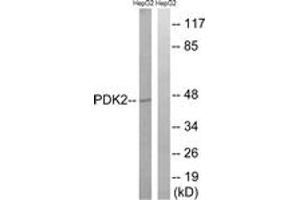 Western Blotting (WB) image for anti-Pyruvate Dehydrogenase Kinase, Isozyme 2 (PDK2) (AA 260-309) antibody (ABIN2890558) (PDK2 抗体  (AA 260-309))