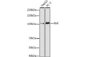 Western blot analysis of extracts of various cell lines, using AhR antibody (ABIN7265679) at 1:1000 dilution. (Aryl Hydrocarbon Receptor 抗体)