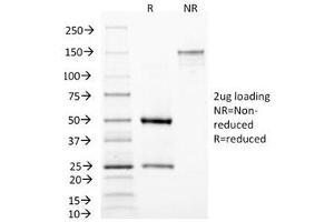 SDS-PAGE (SDS) image for anti-Mastermind-Like 3 (MAML3) antibody (ABIN5707997)