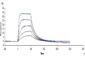 Surface Plasmon Resonance (SPR) image for Interleukin 2 (IL2) (AA 21-153) protein (ABIN7274915)