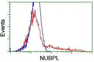 HEK293T cells transfected with either RC204385 overexpress plasmid (Red) or empty vector control plasmid (Blue) were immunostained by anti-NUBPL antibody (ABIN2455167), and then analyzed by flow cytometry. (NUBPL 抗体  (AA 1-250))