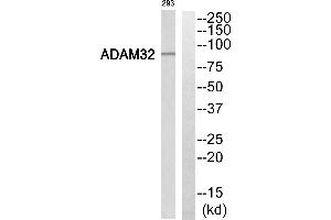 Western blot analysis of extracts from 293 cells, using ADAM32 antibody. (ADAM32 抗体  (Internal Region))