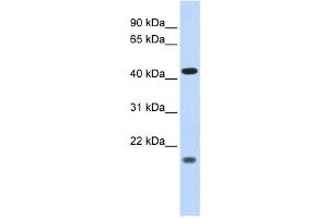 Western Blotting (WB) image for anti-Inhibitor of Growth Family, Member 3 (ING3) antibody (ABIN2458019) (ING3 抗体)