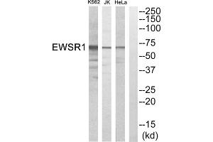 Western blot analysis of extracts from HeLa cells, Jurkat cells and K562 cells, using EWSR1 antibody. (EWSR1 抗体  (Internal Region))