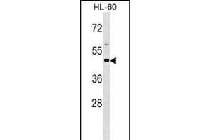 BSG Antibody (Center) (ABIN1538710 and ABIN2848786) western blot analysis in HL-60 cell line lysates (35 μg/lane). (CD147 抗体  (AA 96-124))