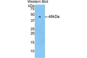 Western Blotting (WB) image for anti-Vitamin K-dependent protein C (PROC) (AA 53-445) antibody (ABIN1860319) (PROC 抗体  (AA 53-445))