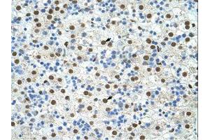 Image no. 2 for anti-Exosome Component 4 (EXOSC4) (N-Term) antibody (ABIN202117) (EXOSC4 抗体  (N-Term))