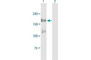 Western Blot analysis of IRS1 expression in transfected 293T cell line by IRS1 MaxPab polyclonal antibody. (IRS1 抗体  (AA 1-1242))