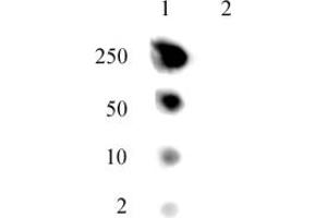 Dot blot of Histone H2A. (H2AFJ 抗体  (AA 122-129))