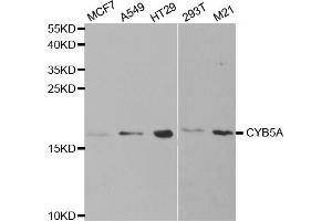 Western blot analysis of extracts of various cell lines, using CYB5A antibody. (CYB5A 抗体)