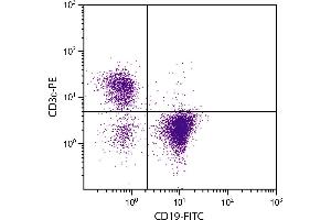 BALB/c mouse splenocytes were stained with Rat Anti-Mouse CD19-FITC. (CD19 抗体  (FITC))